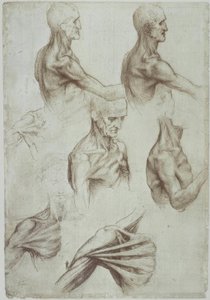 Leonardo / nakke- og skuldermuskler / f. 136v av Leonardo da Vinci