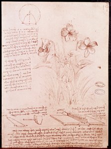 Notater og skisser av botanikk og geometri: narcissus. Tegning på dobbeltside av manuskript av Leonardo da Vinci (Leonardo da Vinci) (1452-1519) av Leonardo da Vinci