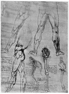 Studier i komparativ anatomi, 1506-1507 1954 av Leonardo da Vinci