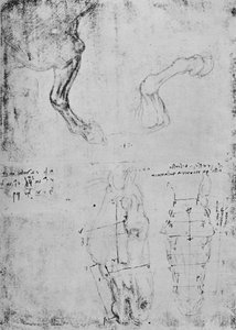 Studier av hesters forbein og målte tegninger av hestehoder, c1480 1945 av Leonardo da Vinci