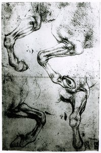 Studier av hestens ben (penn og blekk på papir) av Leonardo da Vinci