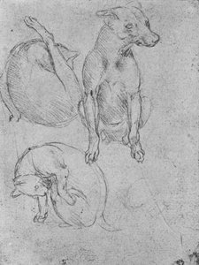 Studier av en hund og en katt, c1480 1945 av Leonardo da Vinci