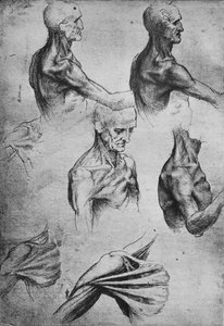 Studier av hodet og skuldrene til en mann, c1480 1945 av Leonardo da Vinci
