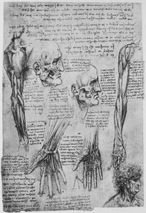 Studier av musklene i ansiktet og armen, c1480 1945 av Leonardo da Vinci