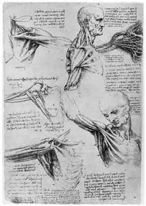 Studie av skulderledd, 1510-1511 1954 av Leonardo da Vinci