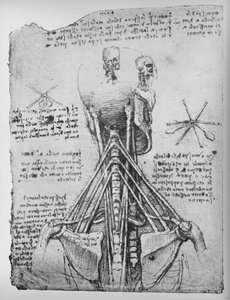 Studie av baksiden av et skjelett, viser senene i nakken, c1480 1945 av Leonardo da Vinci