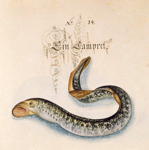 Legg til 6485 f.50 Sea Lamprey