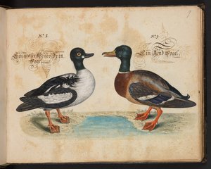"En nøyaktig naturlig beskrivelse og avgrensning av vannfuglene, fiskene, firfotdyrene, insektene og ormene, som finnes i vannet ved Strassburg [Strasbourg], som jeg selv skjøt og håndterte. Leonard Baldner, Fisher and Citizen i Strassburg ", c