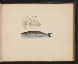 "En nøyaktig naturlig beskrivelse og avgrensning av vannfuglene, fiskene, firfotdyrene, insektene og ormene, som finnes i vannet ved Strassburg [Strasbourg], som jeg selv skjøt og håndterte. Leonard Baldner, Fisher and Citizen i Strassburg ", c
