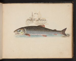 "En nøyaktig naturlig beskrivelse og avgrensning av vannfuglene, fiskene, firfotdyrene, insektene og ormene, som finnes i vannet ved Strassburg [Strasbourg], som jeg selv skjøt og håndterte. Leonard Baldner, Fisher and Citizen i Strassburg ", c