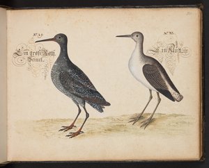"En nøyaktig naturlig beskrivelse og avgrensning av vannfuglene, fiskene, firfotdyrene, insektene og ormene, som finnes i vannet ved Strassburg [Strasbourg], som jeg selv skjøt og håndterte. Leonard Baldner, Fisher and Citizen i Strassburg ", c