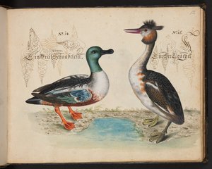 "En nøyaktig naturlig beskrivelse og avgrensning av vannfuglene, fiskene, firfotdyrene, insektene og ormene, som finnes i vannet ved Strassburg [Strasbourg], som jeg selv skjøt og håndterte. Leonard Baldner, Fisher and Citizen i Strassburg ", c
