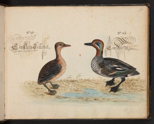 "En nøyaktig naturlig beskrivelse og avgrensning av vannfuglene, fiskene, firfotdyrene, insektene og ormene, som finnes i vannet ved Strassburg [Strasbourg], som jeg selv skjøt og håndterte. Leonard Baldner, Fisher and Citizen i Strassburg ", c