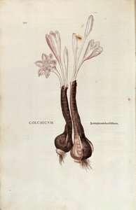 Autumn Crocus (Autumn Colchicum) av Leonhart Fuchs fra De historia stirpium commentarii insignes (Bemerkelsesverdige kommentarer om plantens historie), farget gravering av Leonhard Fuchs
