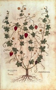 Eplebalsam (Momordica balsamina) av Leonhart Fuchs fra De historia stirpium commentarii insignes (Bemerkelsesverdige kommentarer om plantens historie), farget gravering av Leonhard Fuchs