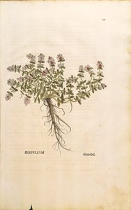 Breckland eller vill timian (Thymus serpyllum), farget gravering av Leonhart Fuchs av Leonhard Fuchs