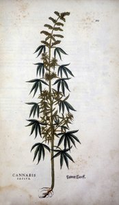 Cannabis Sativa (dyrking av hamp) - i ""The History of the Lineages of the Insignia Commentary"" av Leonhart Fuchs