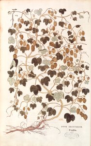 Vanlig humle - Humulus lupulus (Lupus salictarius) av Leonhart Fuchs fra De historia stirpium commentarii insignes (Bemerkelsesverdige kommentarer om plantens historie) fargegravering