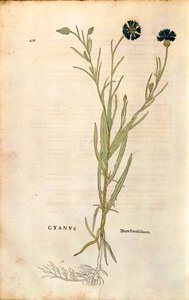 Kornblomst (Centaurea cyanus) av Leonhart Fuchs fra De historia stirpium commentarii insignes (Bemerkelsesverdige kommentarer om plantens historie), farget gravering av Leonhard Fuchs