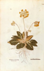 Cowslip - Primula veris officinalis (Verbasculum odoratum) av Leonhart Fuchs fra De historia stirpium commentarii insignes (Bemerkelsesverdige kommentarer om plantens historie), farget gravering