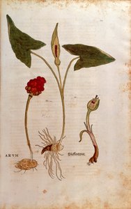 Cuckoo Pint eller Italian Lords-and-Ladies - Arum italicum (Arum) av Leonhart Fuchs fra De historia stirpium commentarii insignes (Bemerkelsesverdige kommentarer om plantens historie), farget gravering av Leonhard Fuchs