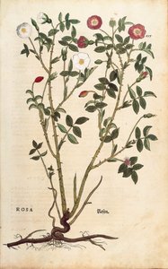 Eviggrønn rose (Rosa sempervirens) av Leonhart Fuchs fra De historia stirpium commentarii insignes (Notable Commentarars on the History of Plants), farget gravering
