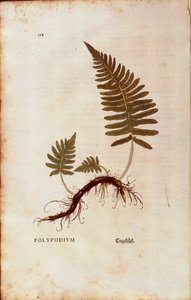 Bregne, vanlig polypodie (Polypodium vulgare) av Leonhart Fuchs fra De historia stirpium commentarii insignes (Bemerkelsesverdige kommentarer om plantens historie) farget gravering av Leonhard Fuchs