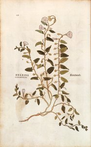 Åkerbinde - Convolvulus arvensis (Helxine cissampelos) av Leonhart Fuchs fra De historia stirpium commentarii insignes (Bemerkelsesverdige kommentarer om plantens historie) fargegravering av Leonhard Fuchs
