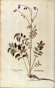 Stor brent - Sanguisorba officinalis (Sanguisorba major) av Leonhart Fuchs fra De historia stirpium commentarii insignes (Bemerkelsesverdige kommentarer om plantens historie) fargegravering av Leonhard Fuchs