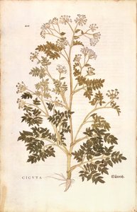 Hemlock - Conium maculatum (Cicuta) av Leonhart Fuchs fra De historia stirpium commentarii insignes (Bemerkelsesverdige kommentarer om plantens historie), farget gravering av Leonhard Fuchs
