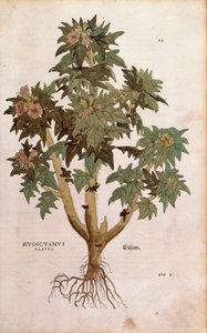 Henbane - Hyoscyamus niger (Hyoscyamus flavus) av Leonhart Fuchs fra De historia stirpium commentarii insignes (Bemerkelsesverdige kommentarer om plantens historie) fargegravering av Leonhard Fuchs