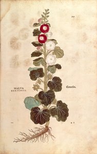 Stokrose - Malvaceae - Alcea (Malva hortensis) av Leonhart Fuchs fra De historia stirpium commentarii insignes (Bemerkelsesverdige kommentarer om plantens historie) fargegravering av Leonhard Fuchs