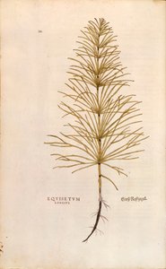 Kjerringrokk - Equisetum arvense (Equisetum arvense) av Leonhart Fuchs fra The History of Plants (Bemerkelsesverdige kommentarer til plantens historie), farget gravering av Leonhard Fuchs