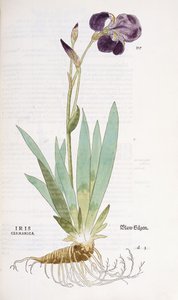 Iris Germanicus, 1542