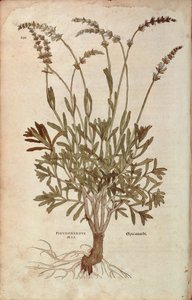 Lavendel - Lavandula spica (Pseudonardus mas) av Leonhart Fuchs fra De historia stirpium commentarii insignes (Bemerkelsesverdige kommentarer om plantens historie), farget gravering av Leonhard Fuchs