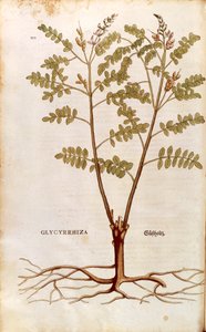 Lakris eller lakris (Glycyrrhiza glabra) av Leonhart Fuchs fra De historia stirpium commentarii insignes (Bemerkelsesverdige kommentarer om plantens historie) farget gravering av Leonhard Fuchs