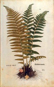 Hannbregne (Dryopteris filix-mas) av Leonhart Fuchs fra De historia stirpium commentarii insignes (Bemerkelsesverdige kommentarer om plantens historie) farget gravering