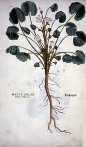 Malva Sylvestre (Great Purple) - i ""De Historia Stirpium insignia"" av Leonhart Fuchs av Leonhard Fuchs