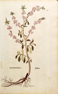 Mezereon - Daphne mezereum (Daphnoides) av Leonhart Fuchs fra De historia stirpium commentarii insignes (Bemerkelsesverdige kommentarer om plantens historie), farget gravering av Leonhard Fuchs