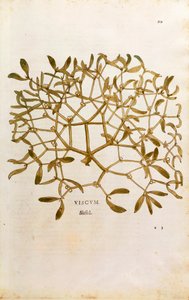 Misteltein (Viscum-album) av Leonhart Fuchs fra De historia stirpium commentarii insignes (Bemerkelsesverdige kommentarer om plantens historie) farget gravering av Leonhard Fuchs