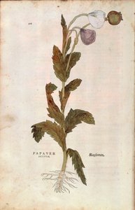 Opiumsvalmue - Papaver somniferum (Papaver satiuum) av Leonhart Fuchs fra De historia stirpium commentarii insignes (Bemerkelsesverdige kommentarer om plantens historie), farget gravering av Leonhard Fuchs