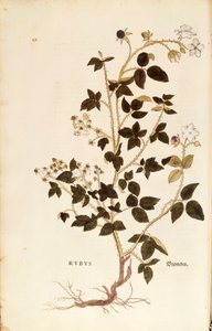 Tallerken: Dewberry (Rubus) av Leonhart Fuchs fra De historia stirpium commentarii insignes (Notable Commentarars on the History of Plants), farget gravering av Leonhard Fuchs