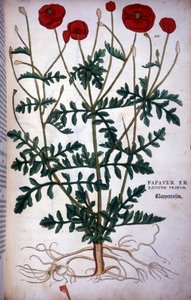 Poppy in - i "" The History of Racism Commentary-merker,..." av Leonhart Fuchs av Leonhard Fuchs