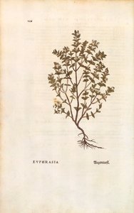 Red Eyebright (Euphrasia officinalis) av Leonhart Fuchs fra De historia stirpium commentarii insignes (Bemerkelsesverdige kommentarer om plantens historie) farget gravering av Leonhard Fuchs