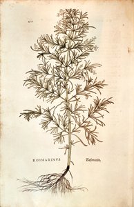Rosmarin, Rosmarinus Officinalis (Rosmarinus). farget gravering av Leonhard Fuchs