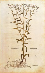 Sneezewort - Achillea ptarmica (Ptarmice) av Leonhart Fuchs fra De historia stirpium commentarii insignes (Bemerkelsesverdige kommentarer om plantens historie) farget gravering av Leonhard Fuchs