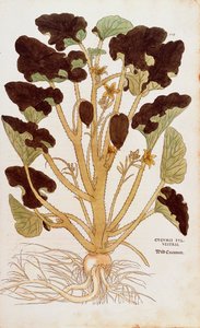 Sprutende agurk - Ecballium elaterium (Cucumis sylvestris) av Leonhart Fuchs fra De historia stirpium commentarii insignes (Bemerkelsesverdige kommentarer om plantens historie) farget gravering