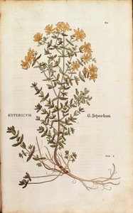 Johannesurt (Hypericum perforatum) av Leonhart Fuchs fra De historia stirpium commentarii insignes (Bemerkelsesverdige kommentarer om plantens historie) farget gravering av Leonhard Fuchs