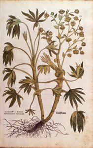 Stinking Hellebore eller Dungwort - Helleborus foetidus (Helleborus niger adulterinus sylvestris) av Leonhart Fuchs fra De historia stirpium commentarii insignes (Bemerkelsesverdige kommentarer om plantens historie), farget gravering av Leonhard Fuchs