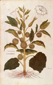 Thorn apple eller jimson weed - Datura stramonium (Stramonia) av Leonhart Fuchs fra De historia stirpium commentarii insignes (Bemerkelsesverdige kommentarer om plantens historie), farget gravering av Leonhard Fuchs